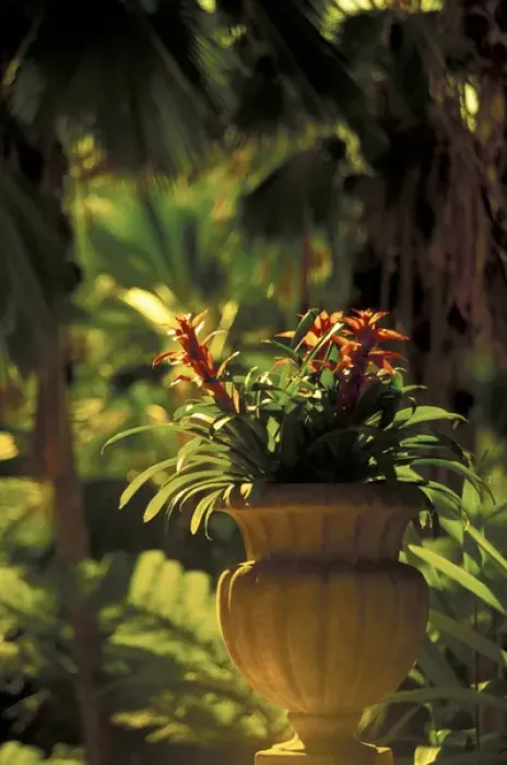 Framed Print : Hawaii, Maui Flowers in pot