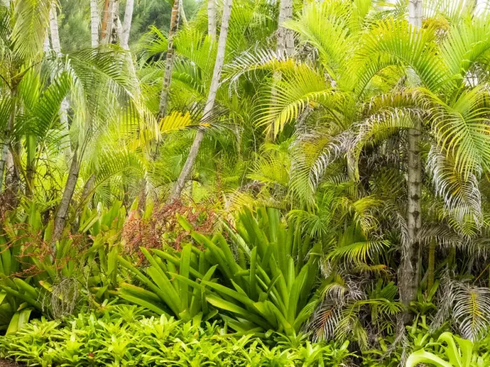 Framed Print : Hawaii, Maui, Hana, garden on the road to Hana with palms and bromide plants Framed Print : Hawaii, Maui, Hana, garden on the road to Hana with palms and bromide plants