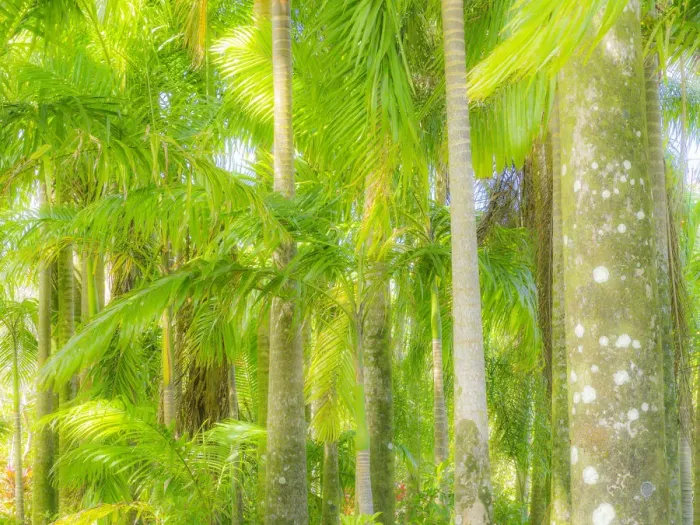 Framed Print : Hawaii, Maui, Road to Hana and the lush tropical Palm Trees