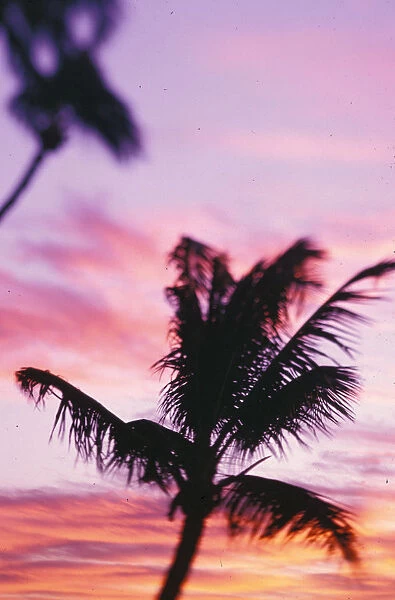 Hawaii Palm tree