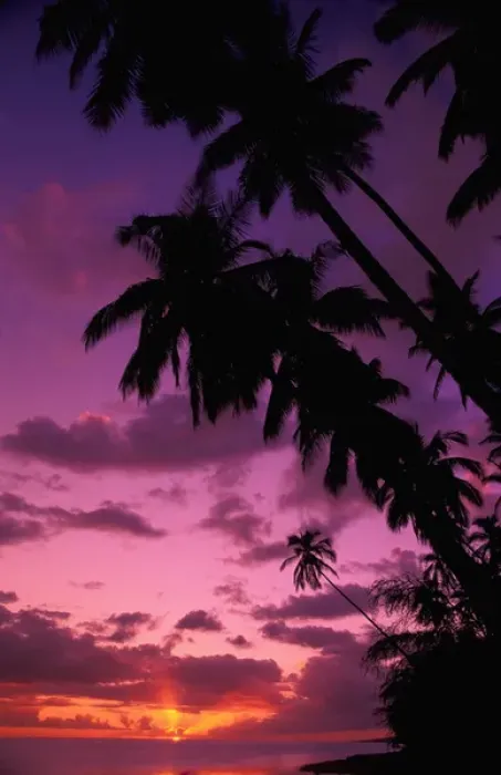 Framed Print : Hawaii Palm trees at sunset