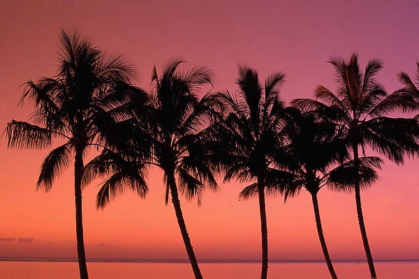 Hawaii Palm trees at sunset