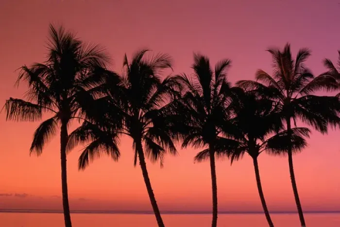 Framed Print : Hawaii Palm trees at sunset Framed Print : Hawaii Palm trees at sunset
