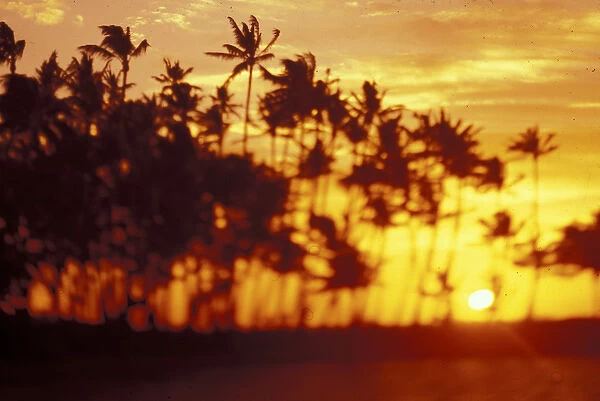 Hawaii Palms at sunrise