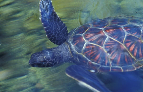 Hawaii Sea turtle