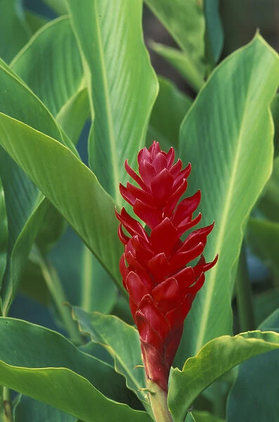 Hawaii Tropical flower
