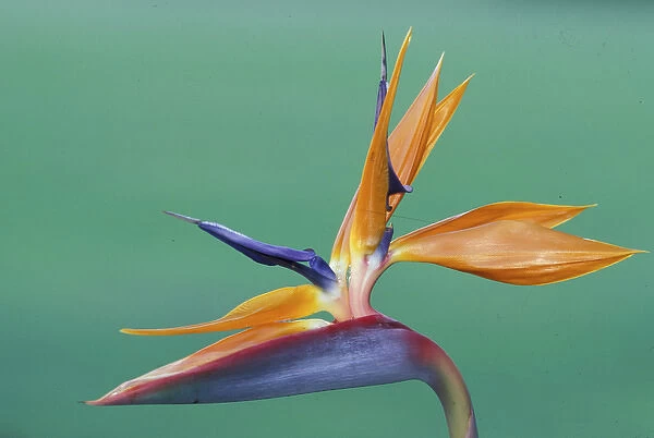 Hawaii Tropical flower - Bird of Paradise
