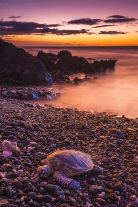 Framed Print : Hawaiian green sea turtle on a lava beach at sunset, Kohala Coast, The Big Island, Hawaii Framed Print : Hawaiian green sea turtle on a lava beach at sunset, Kohala Coast, The Big Island, Hawaii