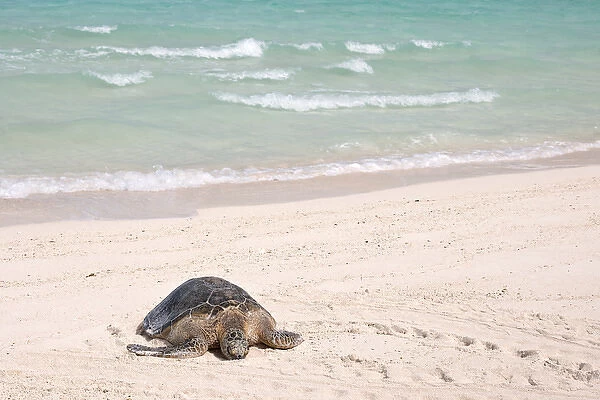 Hawaiian Green Turtle  /  Chelonia mydas resting on beach This species is listed as