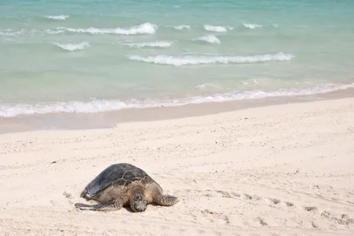 Framed Print : Hawaiian Green Turtle / Chelonia mydas resting on beach This species is listed as Framed Print : Hawaiian Green Turtle / Chelonia mydas resting on beach This species is listed as