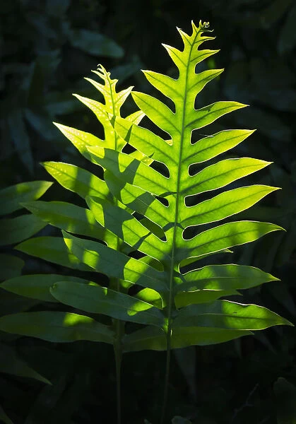 Hawaiian Laua e fern, Microsorum grossum, introduced to Hawaii, Aneho omalu Bay