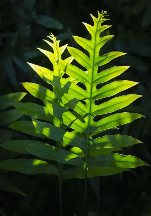 Framed Print : Hawaiian Laua e fern, Microsorum grossum, introduced to Hawaii, Aneho omalu Bay