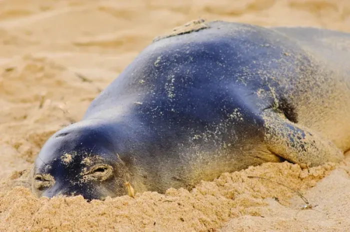 Framed Print : Hawaiian monk seal in the wild, Monachus schauinslandi, Poipu, Kauai, Hawaii, USA Framed Print : Hawaiian monk seal in the wild, Monachus schauinslandi, Poipu, Kauai, Hawaii, USA