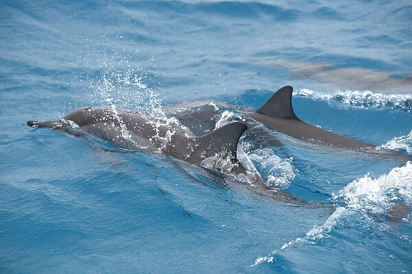 Hawaiian Spinner Dolphin  /  Stenella longirostris
