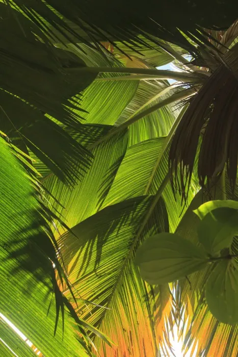 Framed Print : Hawaiian Tropical Botanical Gardens, near Hilo, Big Island, Hawaii, USA