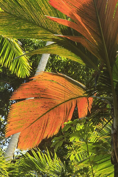 Hawaiian Tropical Botanical Gardens, near Hilo, Big Island, Hawaii, USA