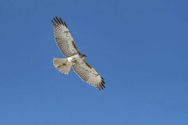 Hawk flying