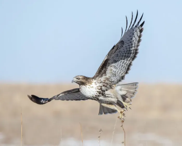 Framed Print : Hawk flying low, looking for a meal Framed Print : Hawk flying low, looking for a meal