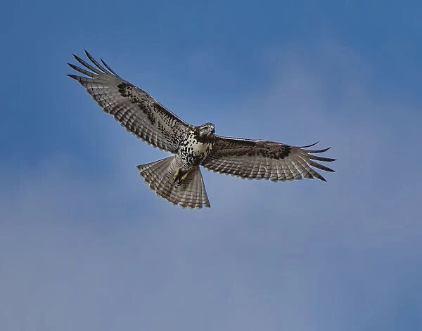 Hawk flying overhead