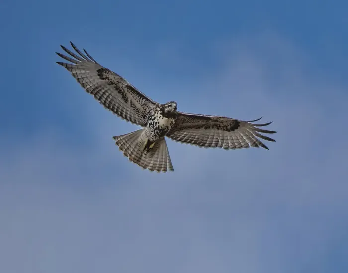 Framed Print : Hawk flying overhead Framed Print : Hawk flying overhead