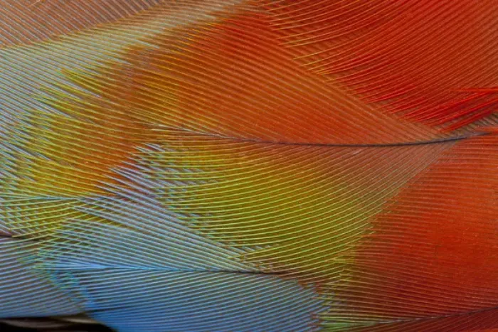 Framed Print : Hawk-headed parrot feathers Framed Print : Hawk-headed parrot feathers