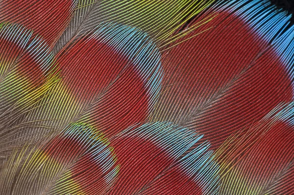 Hawk-headed Parrot feathers fanned out