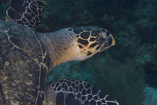 Hawksbill Turtle (Eretmoscelielys imbricata) Hol Chan Marine Preserve, Belize Barrier