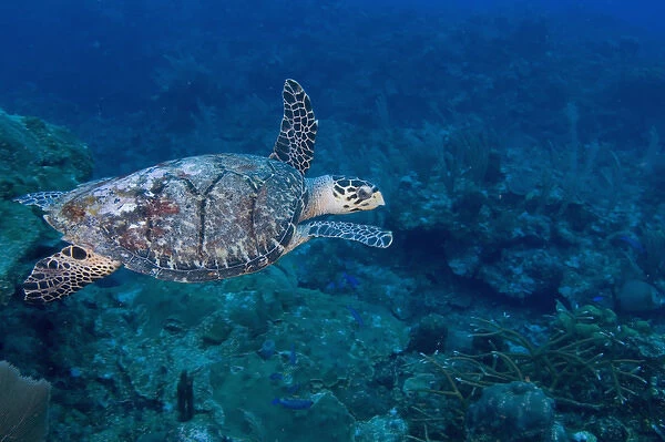 Hawksbill Turtle (Eretmoschelys imbricata) Ambergris Caye, Hol Chan Marine Preserve