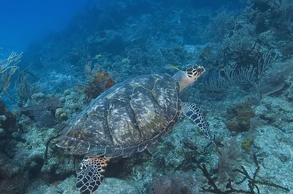 Hawksbill Turtle Northern Bahamas
