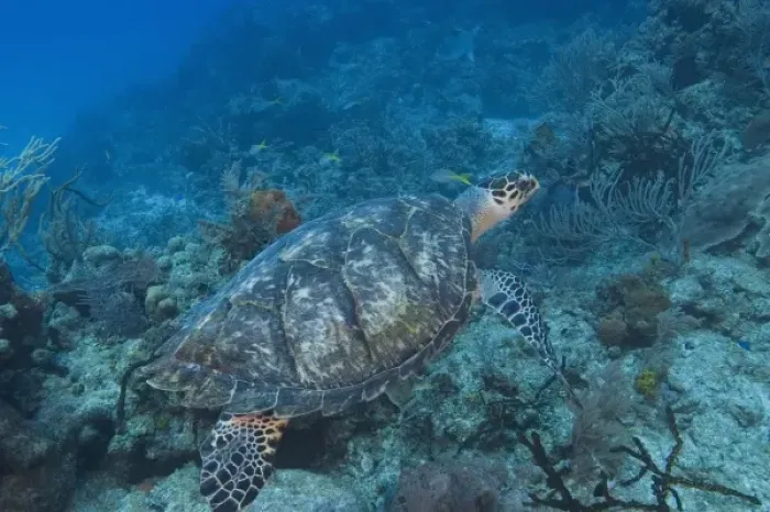 Framed Print : Hawksbill Turtle Northern Bahamas Framed Print : Hawksbill Turtle Northern Bahamas
