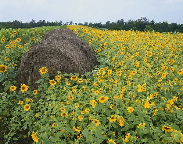 Hay bale in sunflowers field, Bluegrass Region, Kentucky, USA