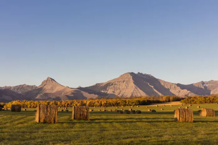 Framed Print : Hay bales and aspen groves in autumn along the Front Range of the Rocky Mountains