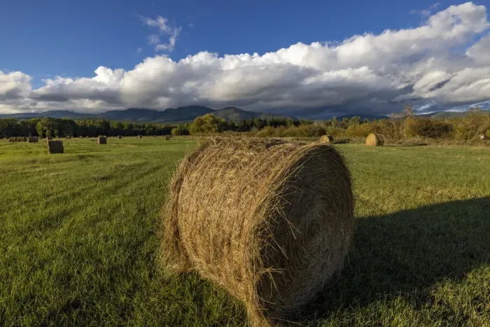 Framed Print : Hay bales with Big Mountain in Whitefish, Montana, USA