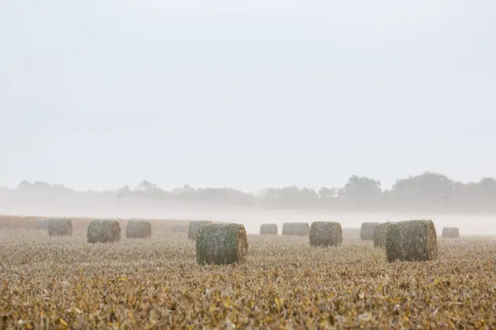 Framed Print : Hay bales in field on foggy morning, Marion Co. IL Framed Print : Hay bales in field on foggy morning, Marion Co. IL