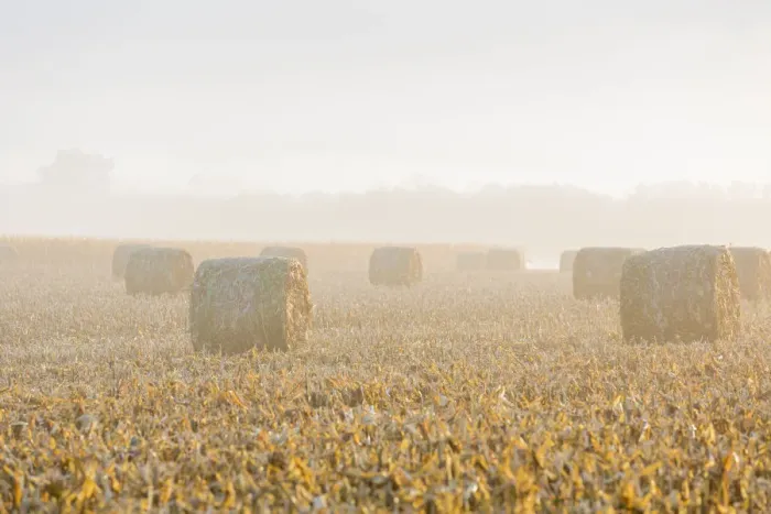 Framed Print : Hay bales in field on foggy morning, Marion County, Illinois Framed Print : Hay bales in field on foggy morning, Marion County, Illinois
