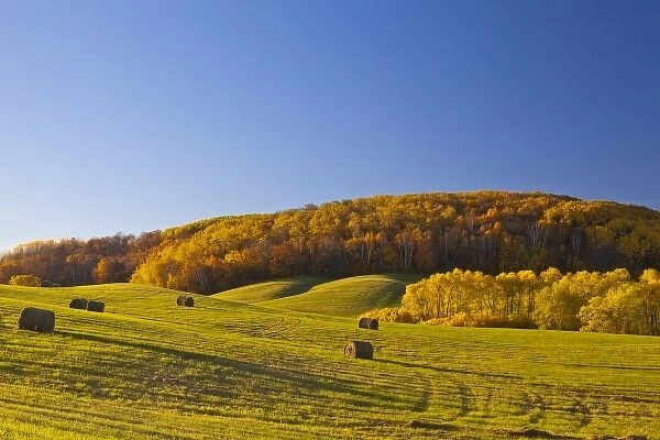 Hay bales in rolling hills in Maplewood State Park near Pelican Rapids, Minnesota, USA
