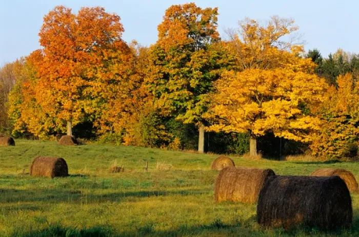 Framed Print : Hay Bales & Sugar Maples near Boyd Wisconsin Framed Print : Hay Bales & Sugar Maples near Boyd Wisconsin