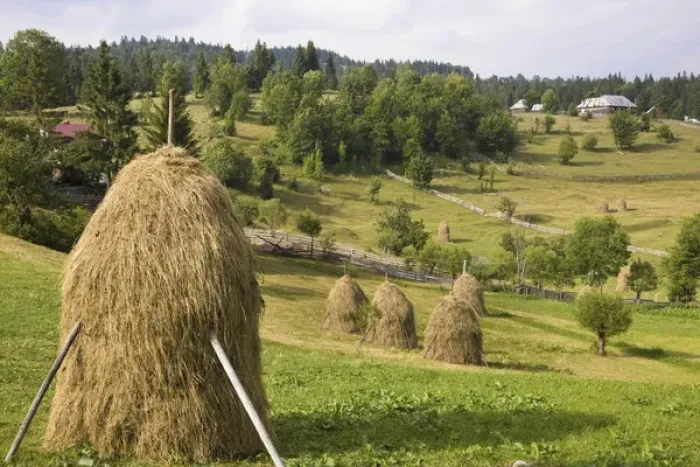 Framed Print : Hay harvest and haystack in the Apuseni Mountains, Scarisoara, Romania