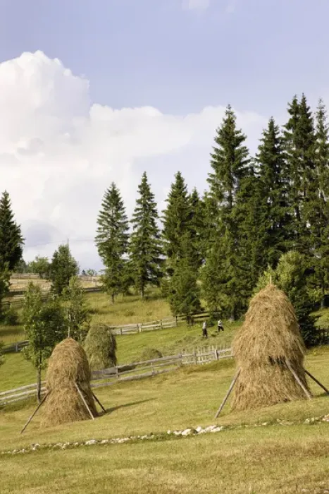 Framed Print : Hay harvest and haystack in the Apuseni Mountains, Scarisoara, Romania Framed Print : Hay harvest and haystack in the Apuseni Mountains, Scarisoara, Romania