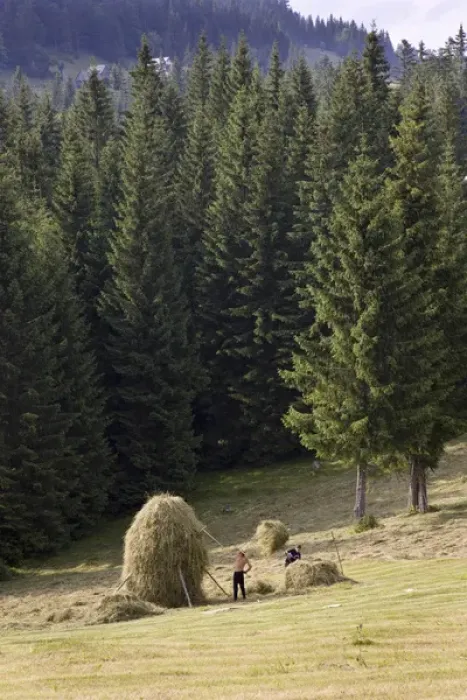 Framed Print : Hay harvest and haystack in the Apuseni Mountains, Scarisoara, Romania