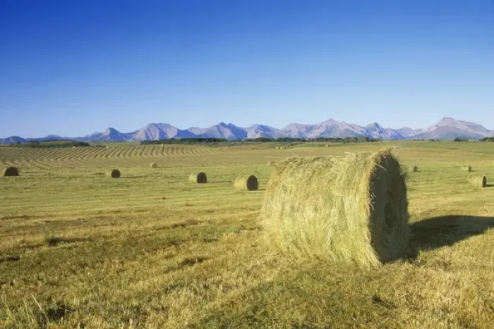 Framed Print : Hay Harvest, Pincher Creek, Alberta, Canada