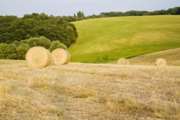 Framed Print : Hay Roles on The Tuscan Hillside Framed Print : Hay Roles on The Tuscan Hillside