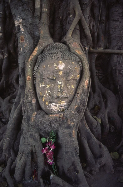 The head of a Buddha statue nestled in the roots of a tree in the grounds of an Ayutthaya