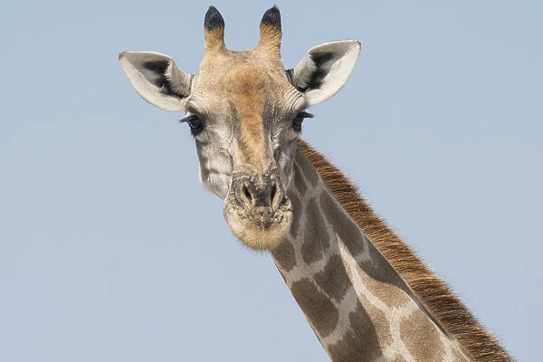 Head and neck of an Angolan giraffe, Giraffa Camelopardalis angolensis, Namibia, Africa