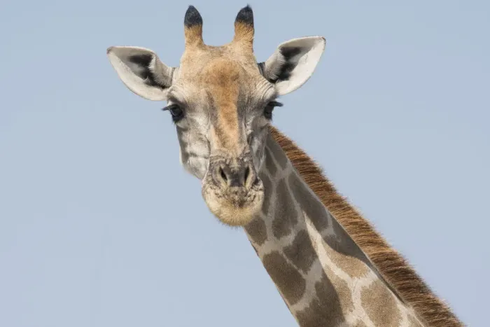Framed Print : Head and neck of an Angolan giraffe, Giraffa Camelopardalis angolensis, Namibia, Africa Framed Print : Head and neck of an Angolan giraffe, Giraffa Camelopardalis angolensis, Namibia, Africa