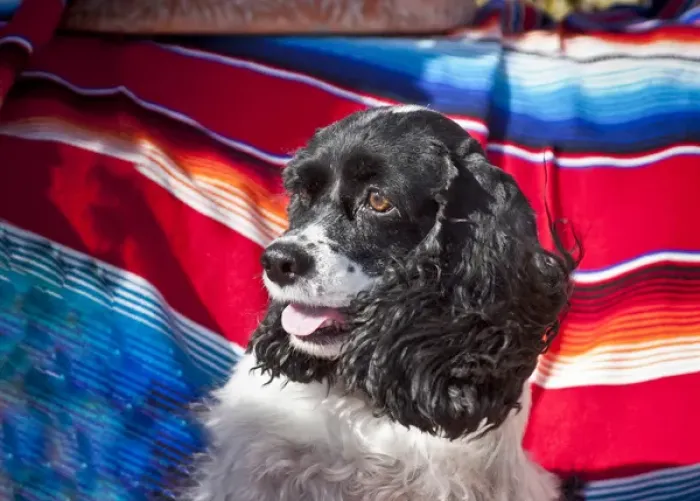 Framed Print : Headshot of a Cocker Spaniel sitting on a Mexican blanket Framed Print : Headshot of a Cocker Spaniel sitting on a Mexican blanket