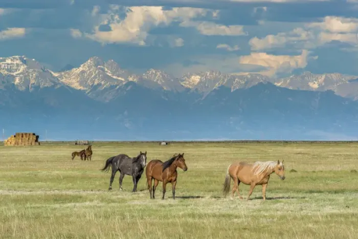 Framed Print : Heard of horses in hayfield, San Luis Valley Framed Print : Heard of horses in hayfield, San Luis Valley
