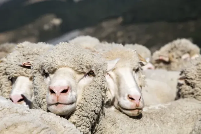 Framed Print : A heard of merino sheep huddle close to each other while having their portraits taken Framed Print : A heard of merino sheep huddle close to each other while having their portraits taken