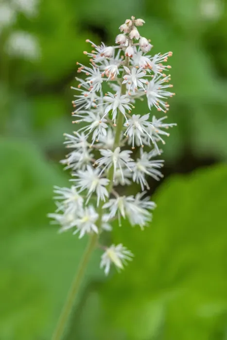Framed Print : Heartleaf foamflower Framed Print : Heartleaf foamflower