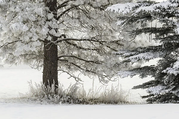 Heavy frost on trees, Kalispell, Montana